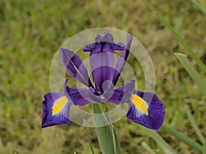 Purple and yellow dutch iris flowers - Iris Ãâ hollandica photo